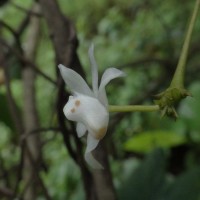 Thrixspermum pulchellum (Thwaites) Schltr.